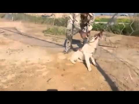გულისამაჩუყებელი მომენტი   ერაყელმა ჯარისკაცმა ბადეში გახლართული ძაღლი იხსნა   Palitra TV Radio